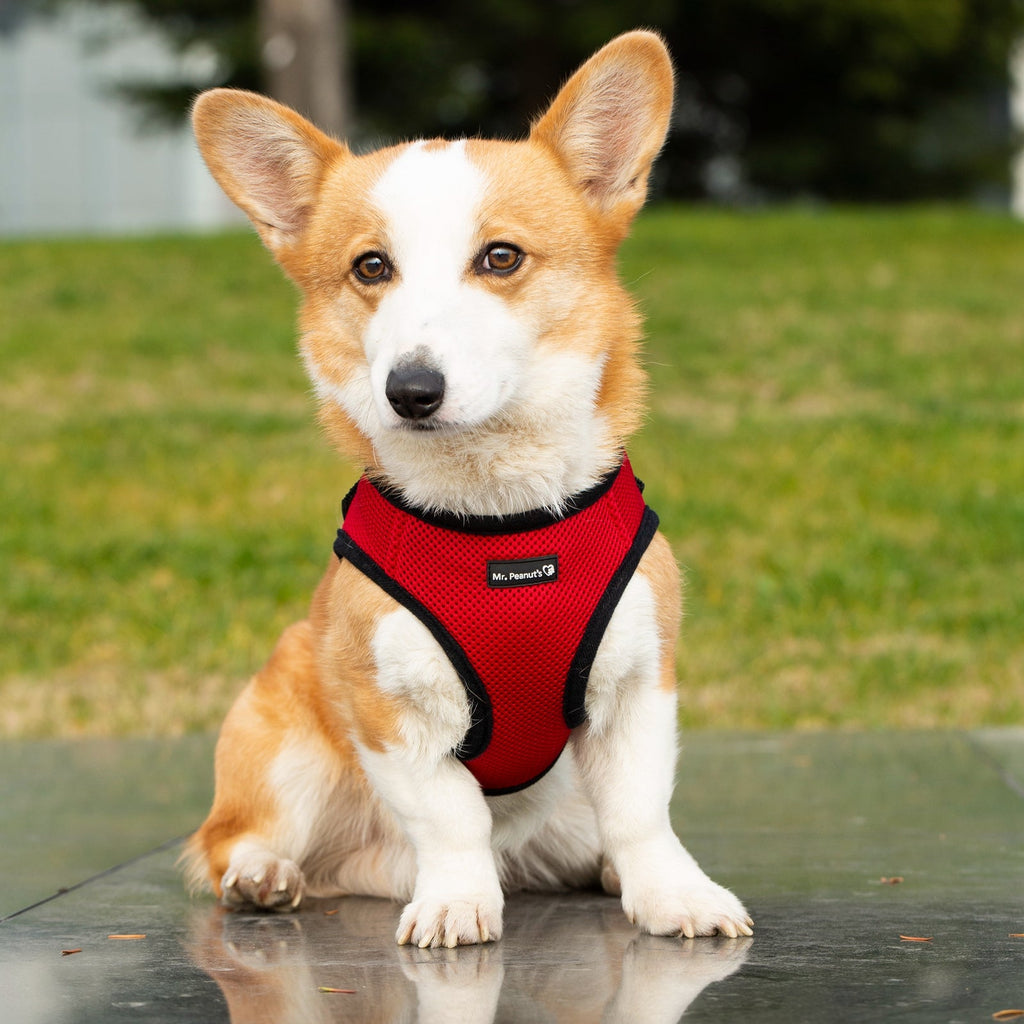 Mr. Peanut's PupTrek Soft Mesh Pet Harness with Matching Leash – Adjustable, Breathable, Choke-Free