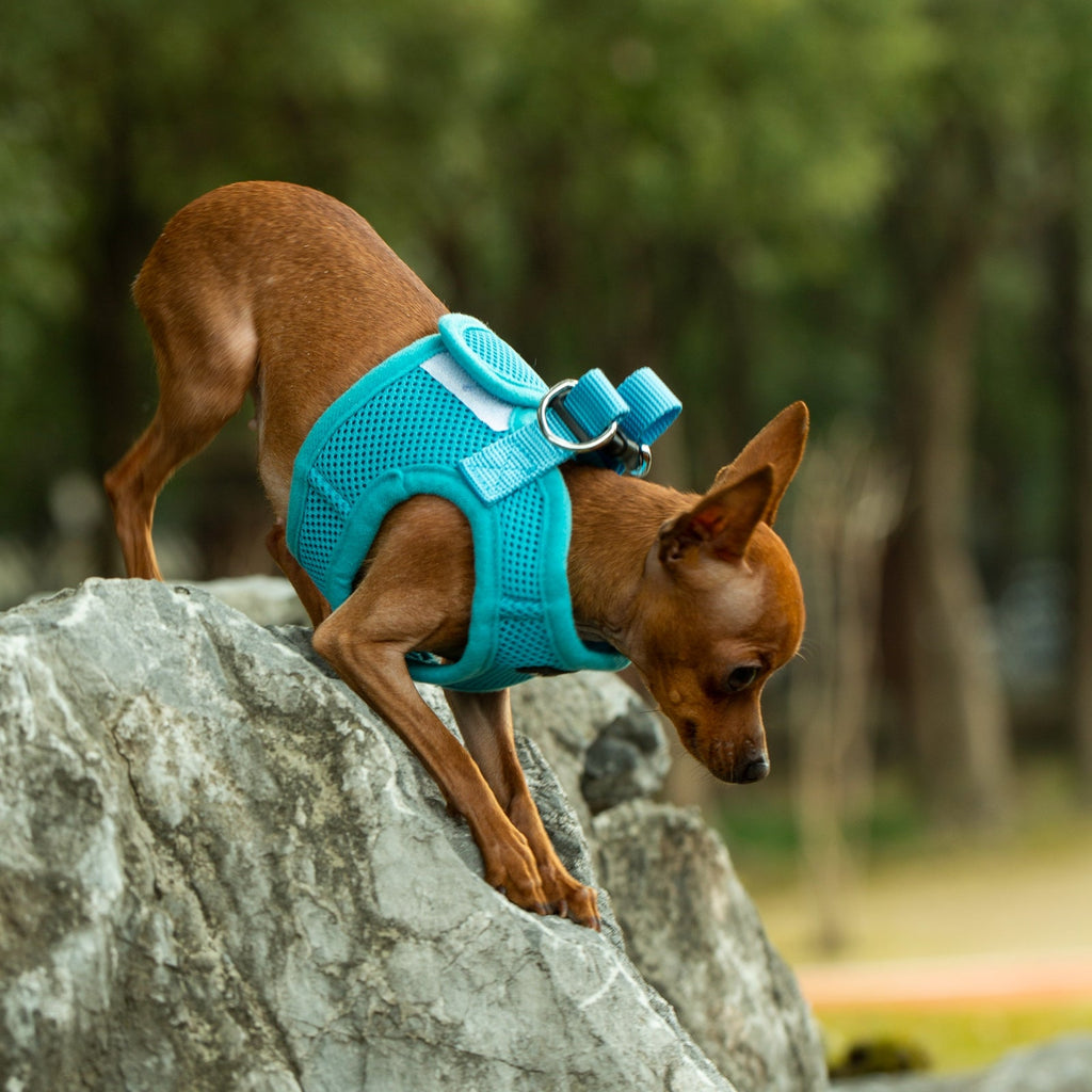 Mr. Peanut's PupTrek Soft Mesh Pet Harness with Matching Leash – Adjustable, Breathable, Choke-Free